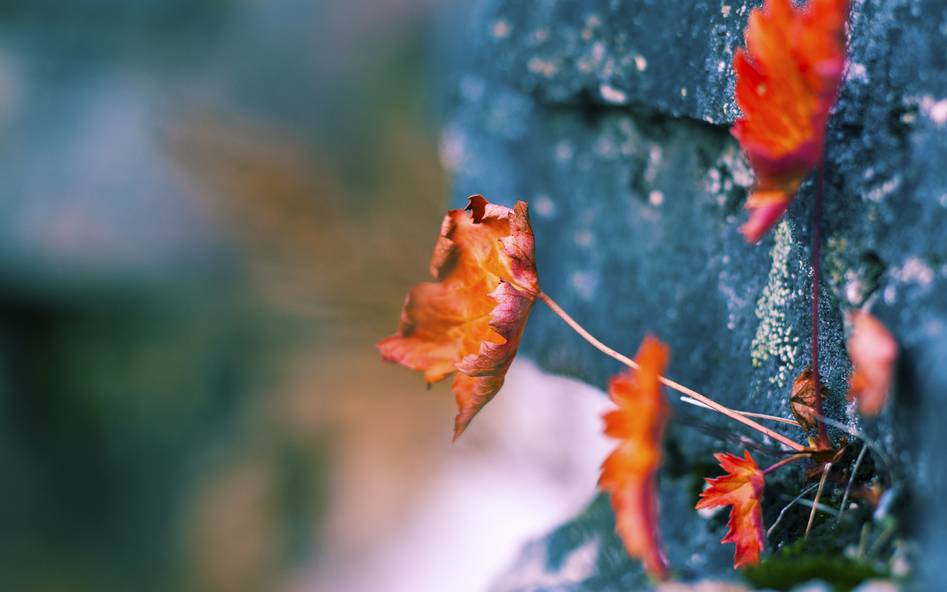 儿童足球启蒙：培养未来国家队的希望，儿童足球如何培养