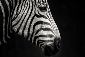 开云入口-“青训专家引入国际先进理念，推动中国足球技术革新”，中国足球的青训理念