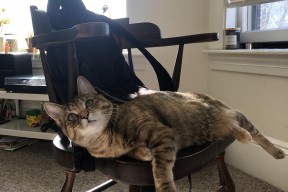 开云彩票-尤文图斯新援表现抢眼，士气提升，尤文图斯引援最新消息