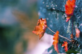 kaiyun-儿童足球启蒙：培养未来国家队的希望，儿童足球如何培养