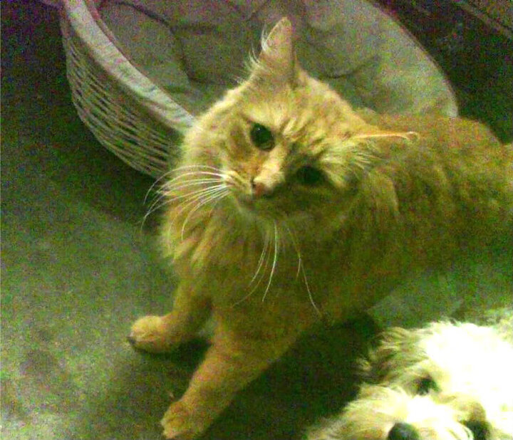 关注焦点：本周最具潜力冲击季后赛的队伍，季后赛强度大