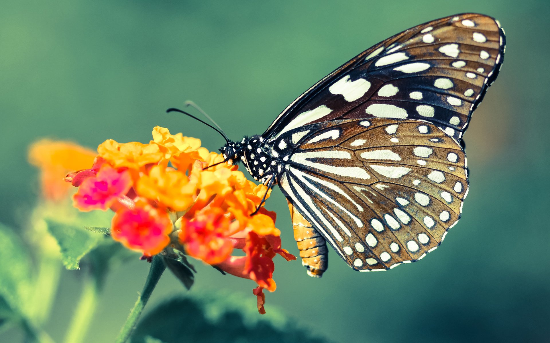 利兹联再迎重要胜利，稳固保级底线，利兹联官推